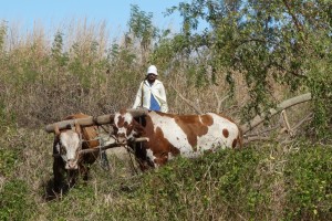 Some of the farming techniques might have been a bit of a throw-back but nobody was in a big hurry