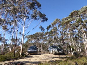 Our brave steads rest during a lunch break on top of a ridge