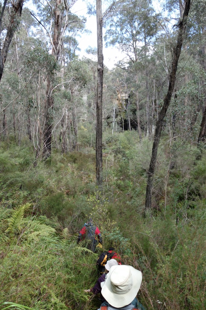 Some of the bush we walked through was very thick - and wet from the recent rains