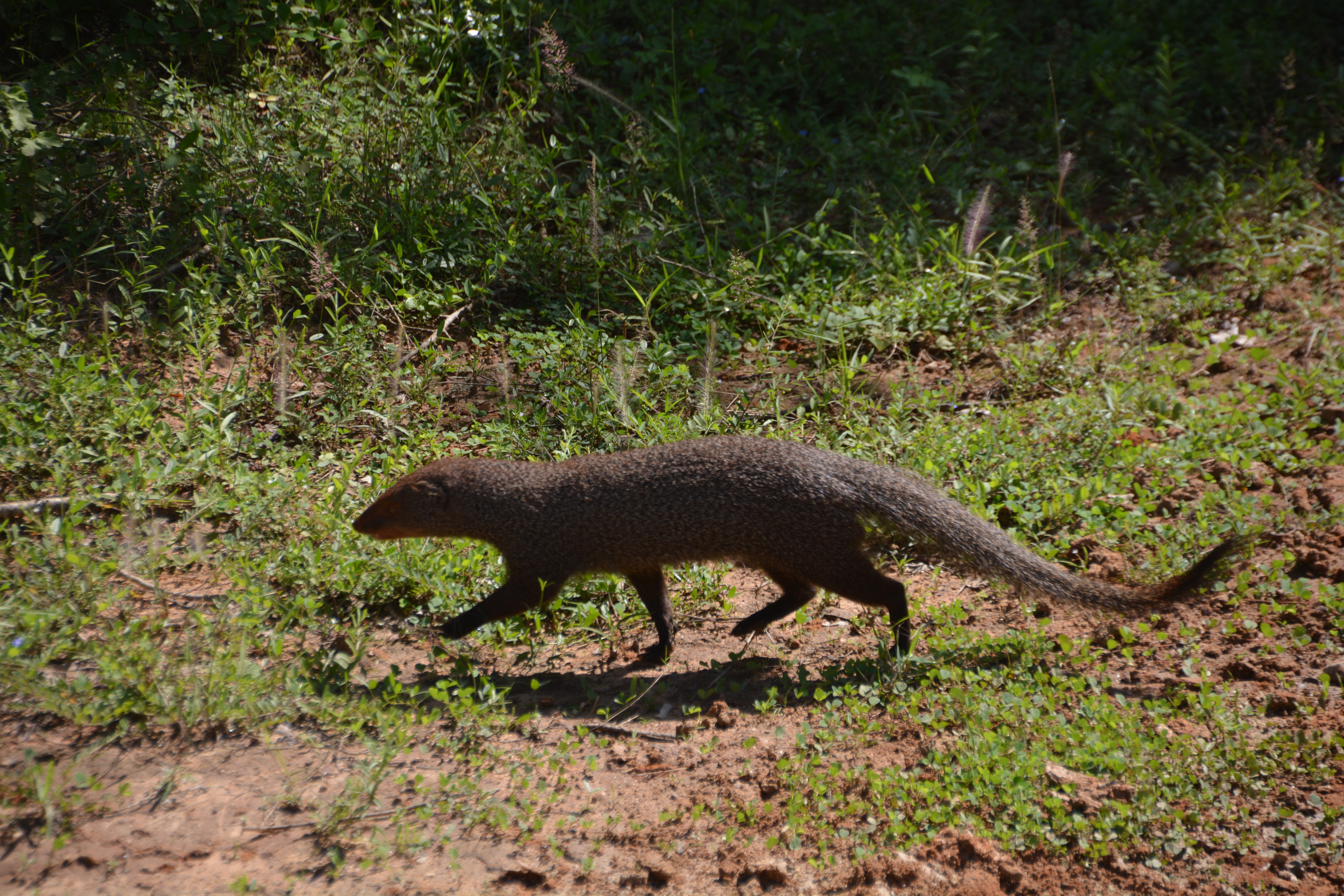 Мангус локус. White-tailed Mongoose. Ichneumia albicauda. Mongoose with a bushy Tail.