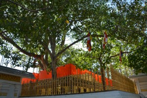 The oldest documented tree in the world provided shade and solace to the faithful