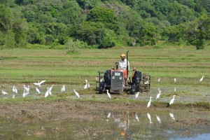 A tractor with special metal extended wheels plow up the rice paddies before the planting season