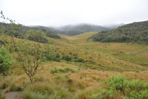 The walk was a mix of open meadows and thick scrubby forest