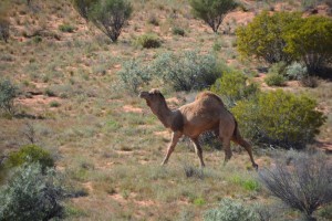 Camels are common in the desert but always easy to spot in all the vast space