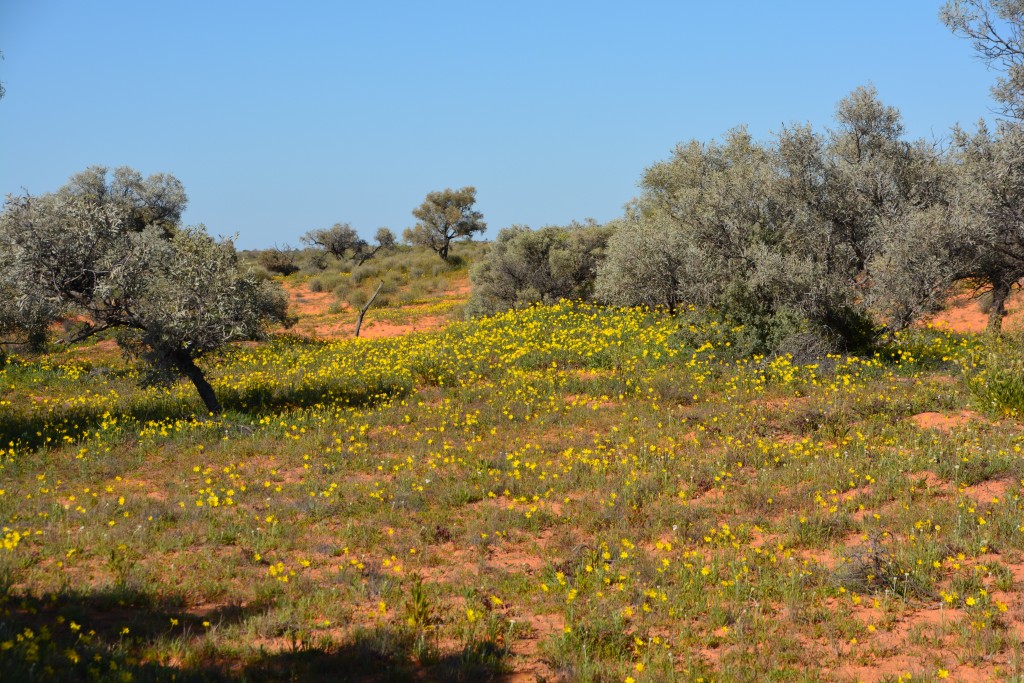 Yellow flowers carpet the sandy base between dunes