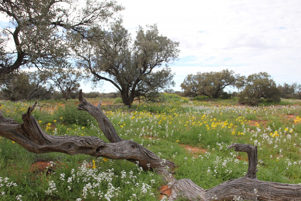 The flowers on this morning's drive were a photographers dream come true. Photo: Jessica