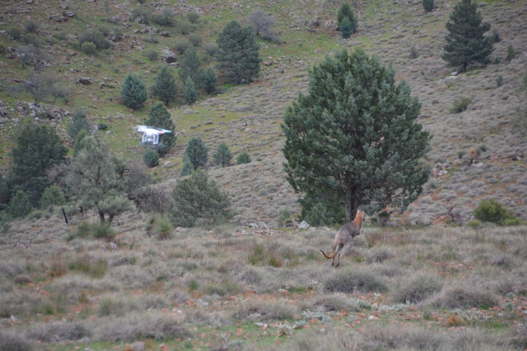 Will's drone herding kangaroos from one of the lookouts