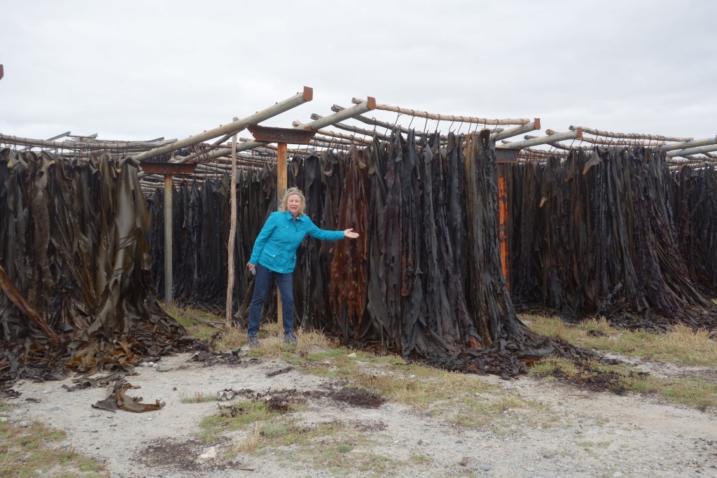 Julie loves a good bit of kelp which is just as well because harvesting kelp is good business on the island