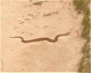 A poisonous copperhead snake is enjoying a bunker on the golf course - luckily I stayed out of it