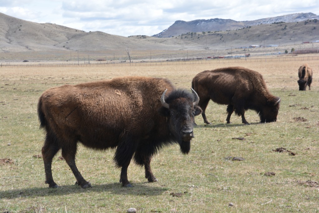 These big boys used to roam the high plains by the tens of thousands but they are back sustainable numbers now