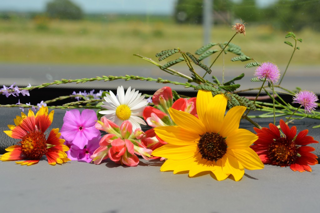 The wildflowers are out early in southern Texas and Julie collected a colourful sample to enjoy