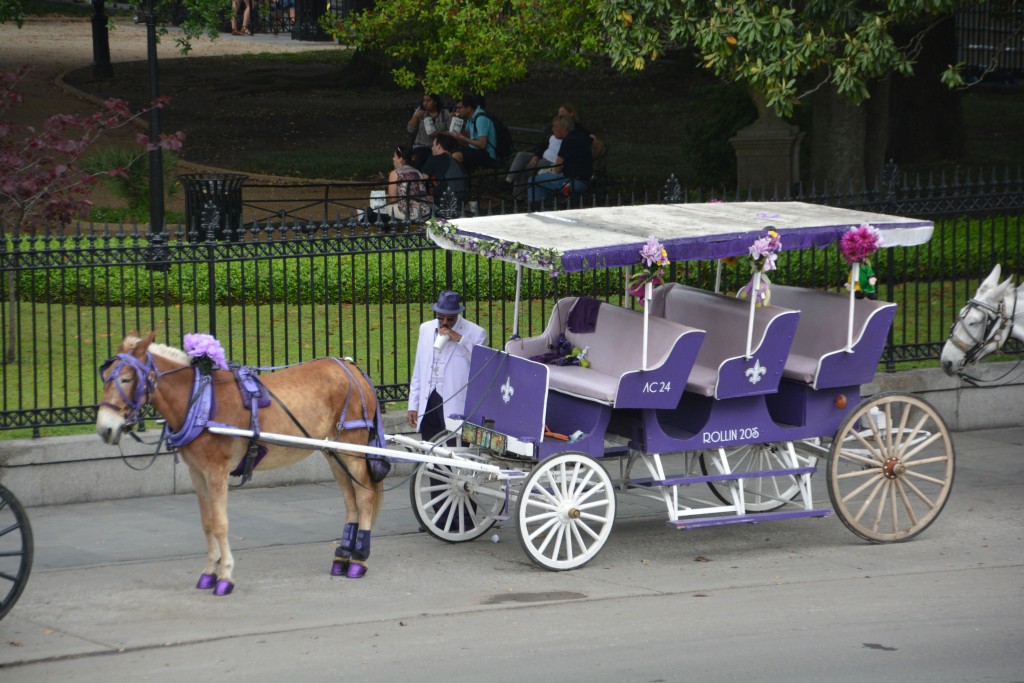 Julie's favourite horse-drawn carraige - purple of course!