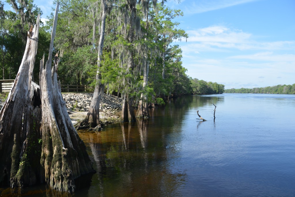 We camped another night on the banks of the famous Swuanee River...if you can sing the tune