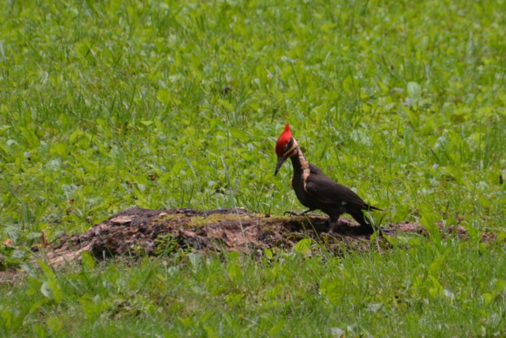 A pretty woodpecker joined us for breakfast one morning