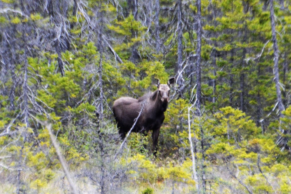 Finally, our first moose! Grazing on the side of a meadow she didn't seem too bothered by us.