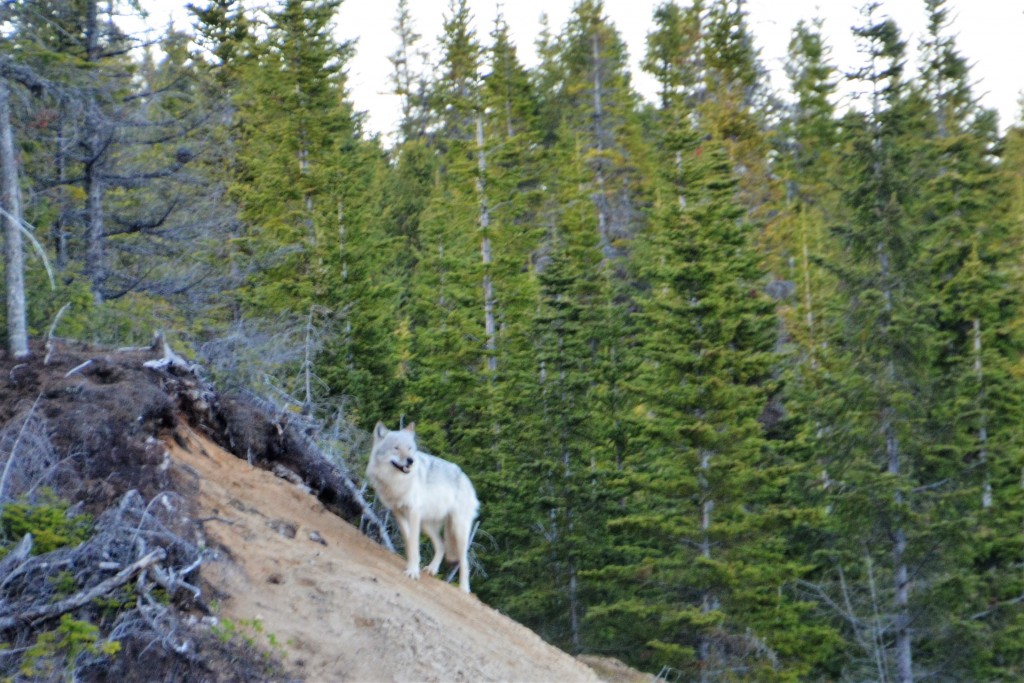 Our new friend showed signs of curiosity, confusion and perhaps a bit of anger that we were camping in his exclusive domain