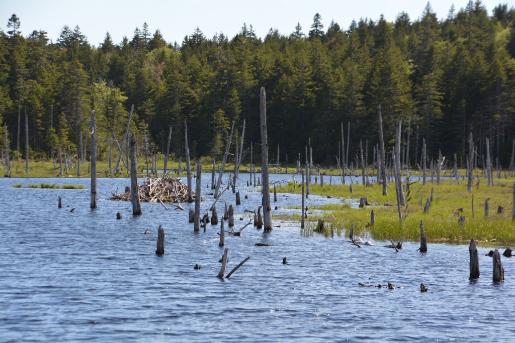 In Fundy National Park we're always on the lookout for beavers but only can spot their lodges