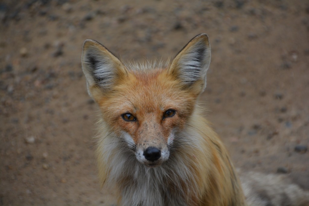 More wildlife - a young and perhaps not quite perfectly healthy fox blocked our path