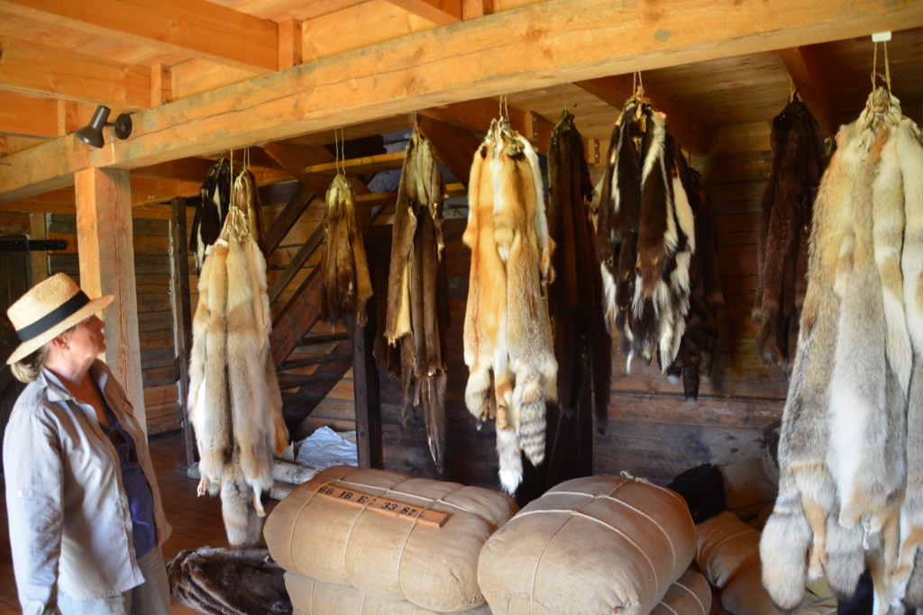 Julie checking out a collection of real fur pelts at the fort, including ermine, mink, fox, coyote, wolf, muskrat and of course beaver