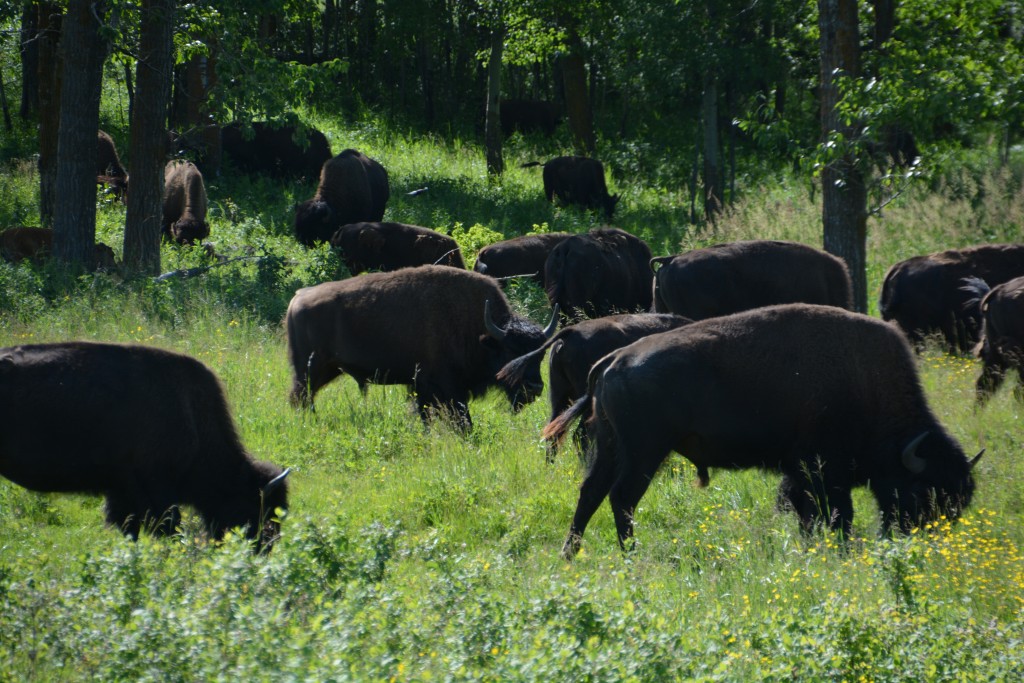 Bison stop our Tramp and win our hearts every time