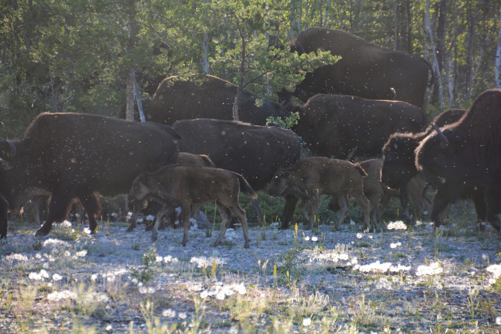 Huge males, mothers and young calves all join together in the daily wanderings