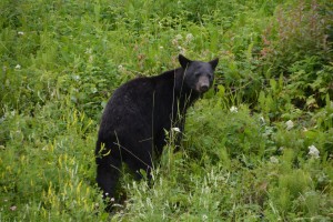 A young bear has a last look at Tramp before disappearing in the trees