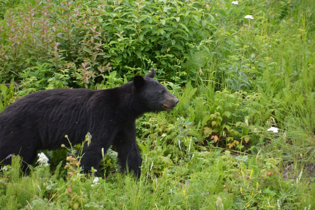 I didn't get a chance to take a photo of our intruding bear but here's one I prepared earlier