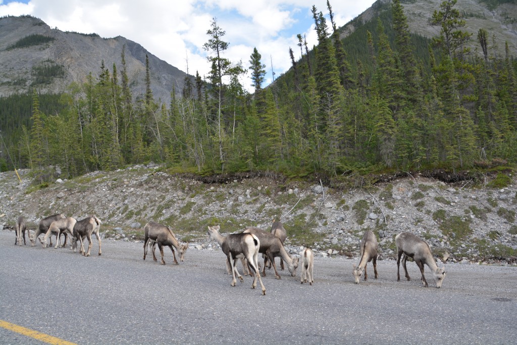 Stone sheep come down on the road to lick the minerals out of the gravel in the road