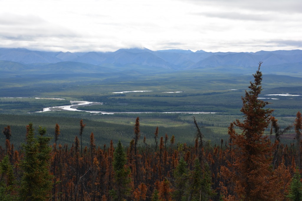 Some beautiful distant scenery in the background but fire damage in the foreground