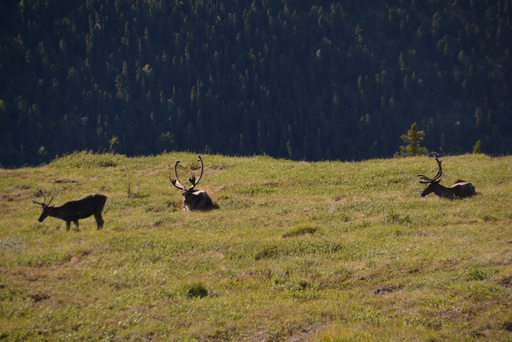 The Top of the World Highway gave us top of the world views of these majestic caribou with their huge antlers