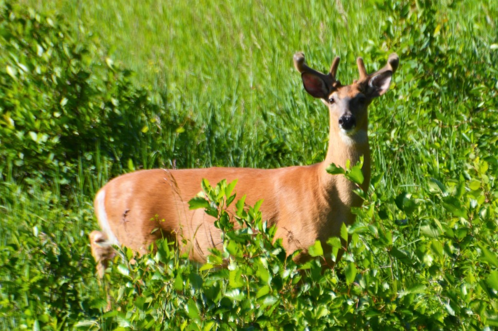 This young buck was growing his antlers for the Fall mating season