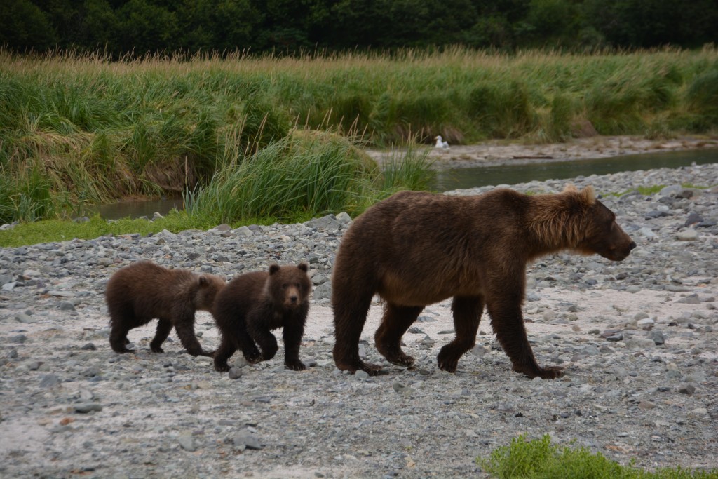 This sow led her two cubs right past so, so close we prudently stepped back to give her extra room