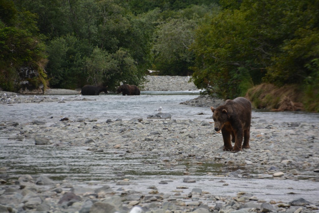 On many occasions we would be tracking a few different bears, sometimes all around us, and it was hard to decide which scene to watch