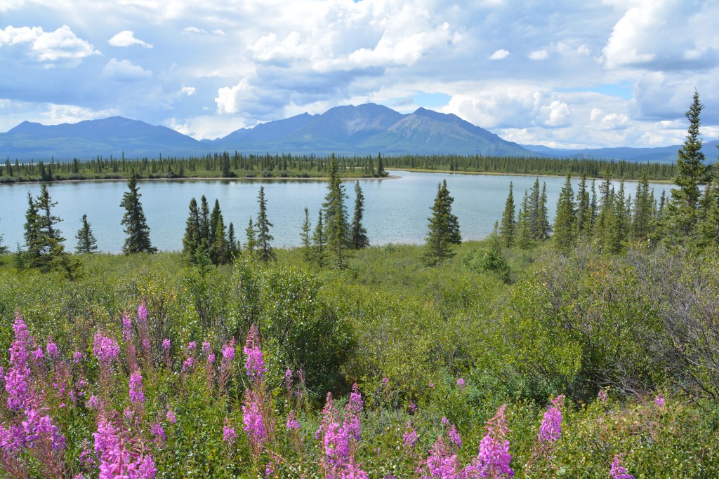 Some amazing views on the Denali Highway