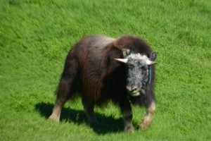 A one year old male came over to the fence to say hello - very cool