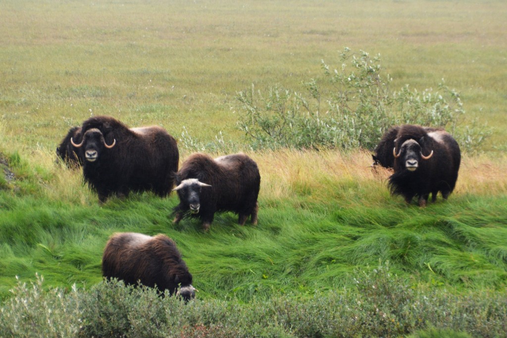 You gotta love these amazing creatures with their long shaggy coats and funny horns