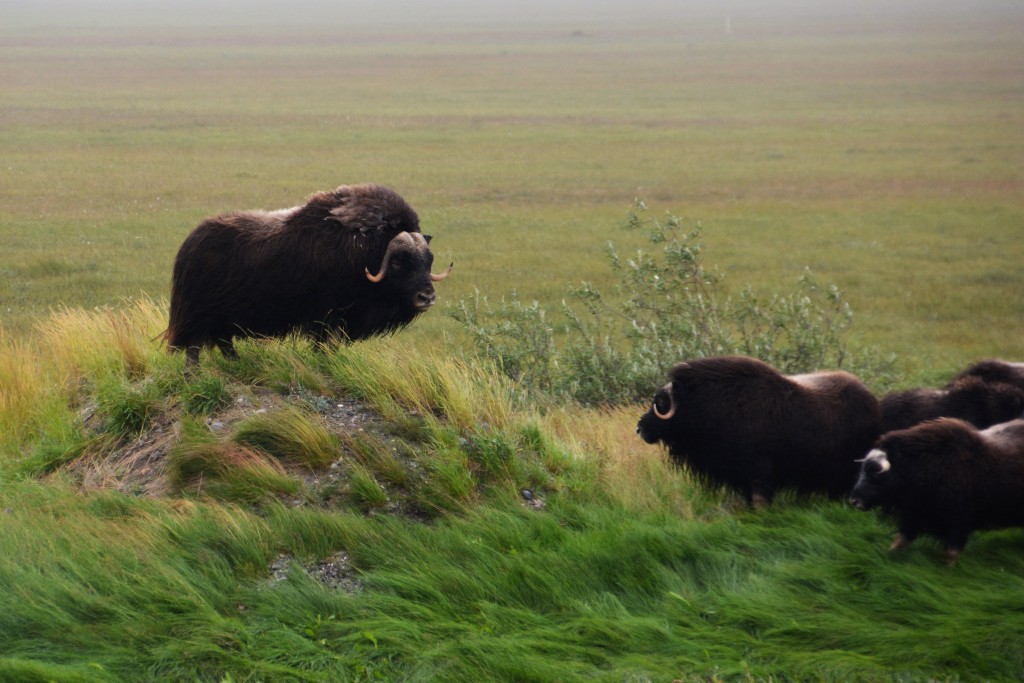 This huge bull provided a lot of entertainment - first he stood up on this mound as if to preach to his flock...