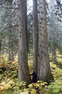 Julie gets dwarfed by this circle of red cedars in the rainforest