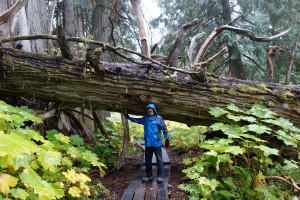 It was cold and wet but we loved walking amongst these giant trees that were up to 1,000 years old