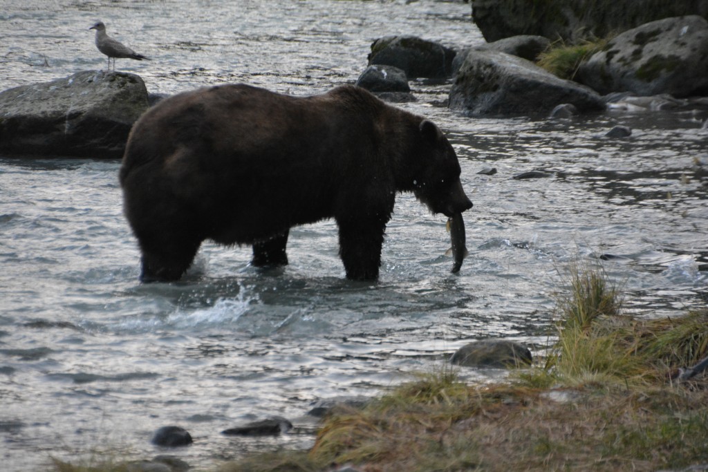 Caught another one! This guy is relentless at fishing - he just paws a salmon and holds it down before picking it up with his mouth