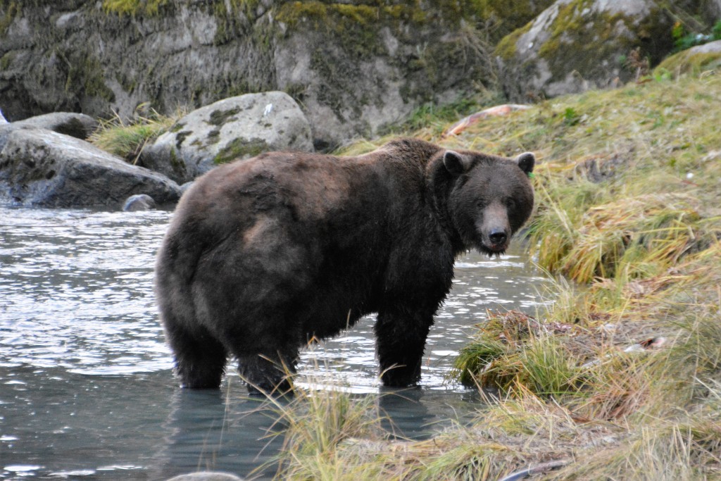 By anyone's standards this is one big fat grizzly bear - he's obviously good at fishing