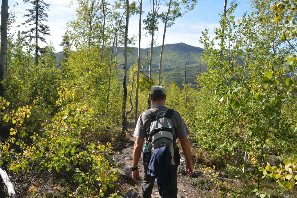 Fall colours as we walked through the birch and aspen trees