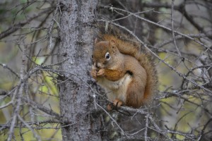 A cute little red squirrel is not bothered by us walking by him