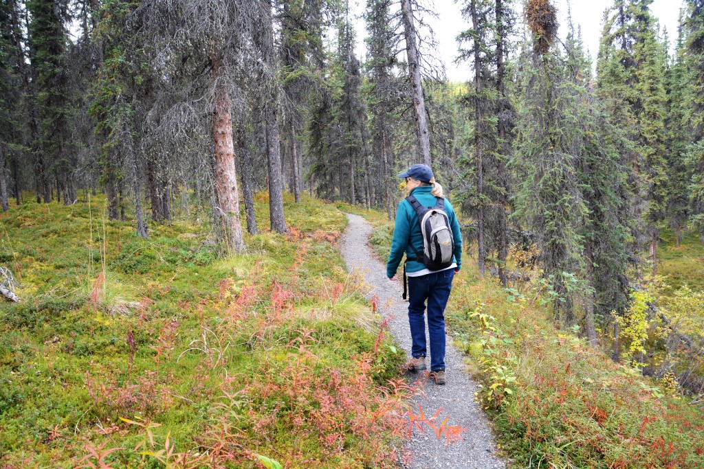 The boreal forest, also called the taiga, shouts out some beautiful colours this time of year