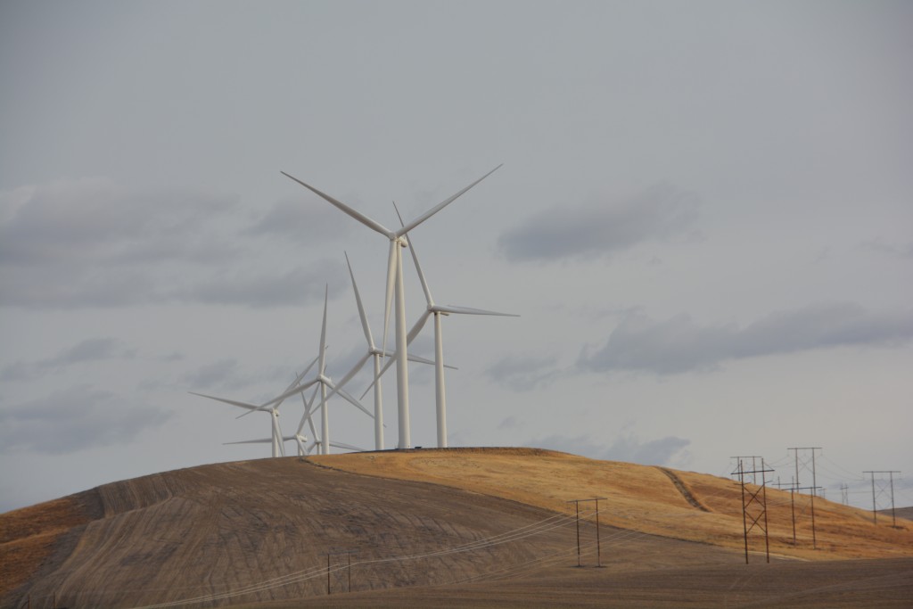 No potatoes yet but the wind turbines cut a handsome scene on the hillside