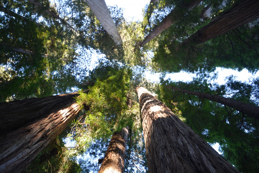 You can get dizzy from looking up at these monsters