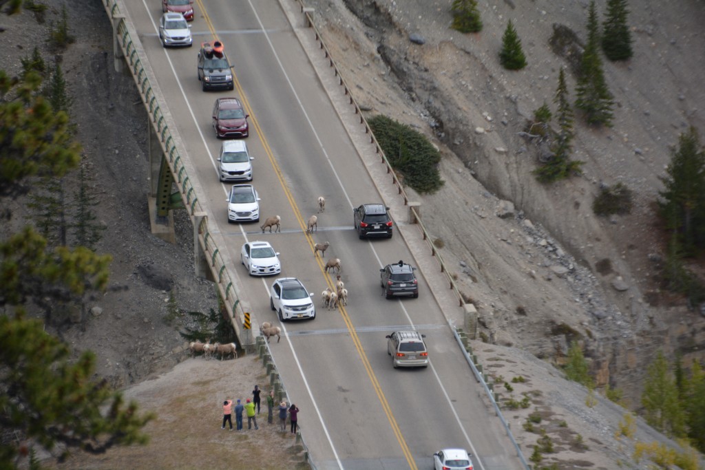 Mountain goats used the road to cross a deep ravine and caused untold chaos on the roads